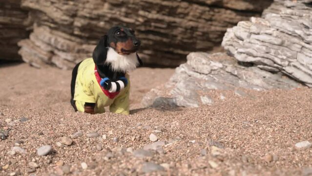 Funny dog dachshund hermit comes out of the cave in costume Robinson carefully looks Camping, downshifting, retreat, reboot Pet with gray beard entertainment, children party austerity on desert island