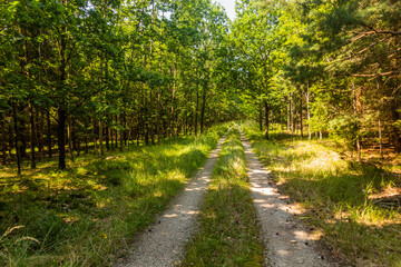 Fototapeta na wymiar Path in a forest of Southern Bohemia, Czech Republic