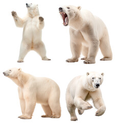 Polar bear (Standing in two legs, Angry, Standing, Running)