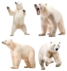 Gordijnen Polar bear (Standing in two legs, Angry, Standing, Running) © ZipArt