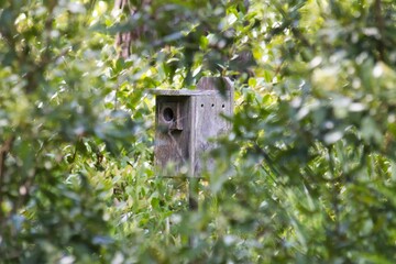 Birdhouse surrounded by leaves, Audobon Newhall Reserve, Hilton Head Island, South Carolina