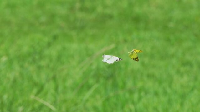 野原を二匹で飛ぶ仲良しのモンキチョウ