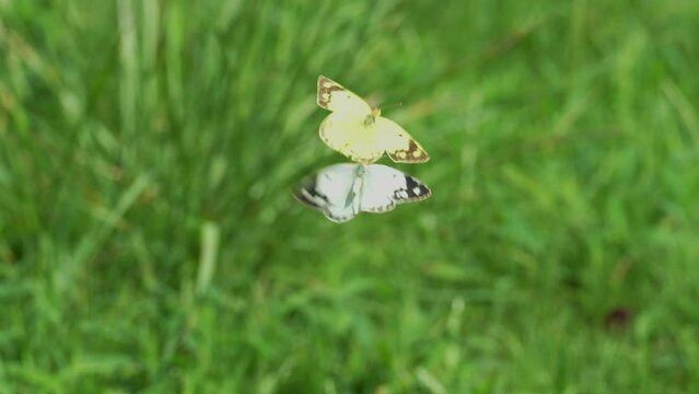 野原を二匹で飛ぶ仲良しのモンキチョウ