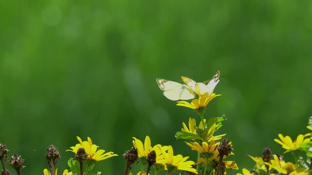 野原を二匹で飛ぶ仲良しのモンキチョウ