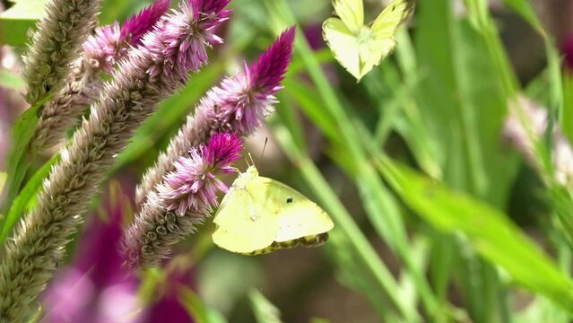 花壇を二匹で飛ぶ仲良しのモンキチョウ