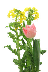 菜の花とチューリップ