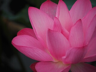 ピンクの花　蓮の花　アップ