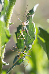 Green Lynx Spider (Peucetia viridans) molting