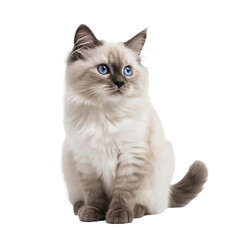 ragdoll kitten isolated