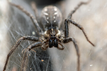 Funnel Web Wolf Spider (Sosippus californicus)