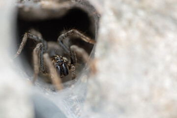 Funnel Web Wolf Spider (Sosippus californicus)