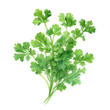 watercolor Coriander with a white background. AI-Generated.