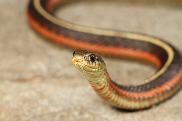 A coast garter snake (Thamnophis elegans terrestris) raises its head up as it surveys the environment. 