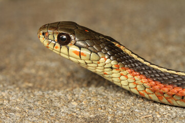 Close-up of the head of a coast garter snake (Thamnophis elegans terrestris) from Santa Cruz County, California. 