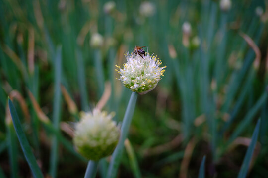 Bee on spring onion flower in the garden with out of focus background