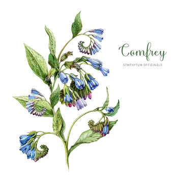 Comfrey plant with leaves and flowers. Watercolor vintage style botanical illustration. Hand drawn Symphytum officinale medicinal herb element. Blooming comfrey isolated on white background