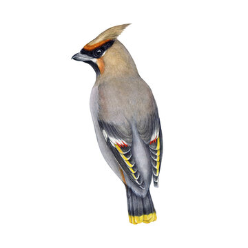 Waxwing bird watercolor illustration. Bombycilla garrulus avian. Hand drawn realistic detailed waxwing wildlife forest bird element. Backside view. Isolated on white background