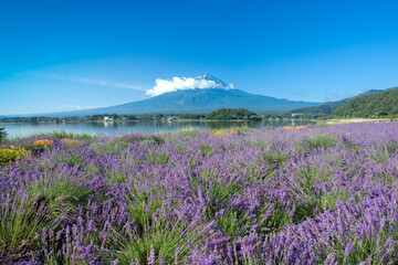 河口湖畔のラベンダーと富士山