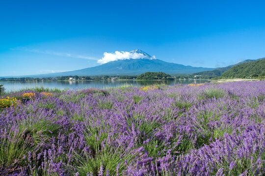 河口湖畔のラベンダーと富士山