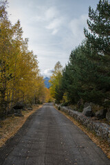 Carretera en medio del bosque de otoño