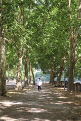 man walking on a tree lined path 