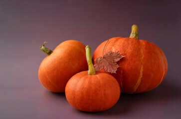 Three pumpkins of different sizes with a maple leaf on a purple background.
