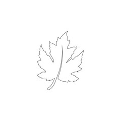 Fototapeta premium maple leaf graphic vector unique illustration 65