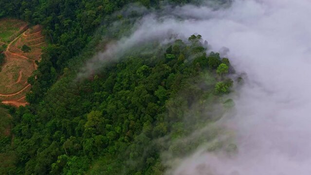 .aerial view scenery white mist on the mountain in tropical rainforest..The dense mist on the mountain peak was slowly flowing down into the valley..beautiful scenery view in Phang Nga valley