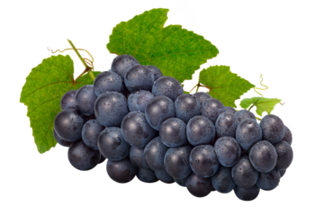 葡萄