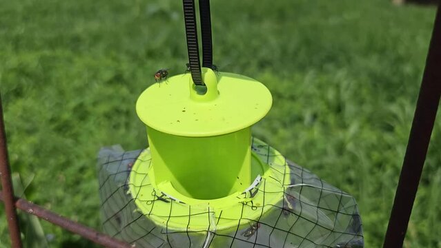 Houseflies buzzing around on fly catcher trap hanging in garden