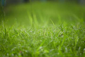 夏の野原の緑の野草の風景