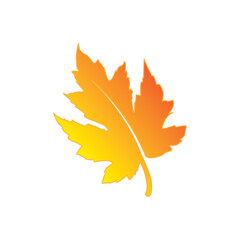 Obraz premium maple leaf graphic vector unique illustration 00