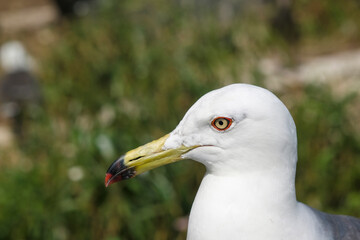 ウミネコの成鳥のアップ