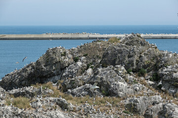 繁殖期を迎えた蕪島のウミネコの群れ