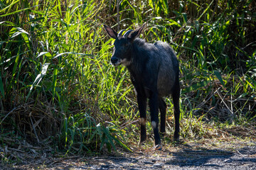 Chamois in Khao Yai National Park, Thailand