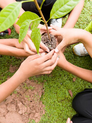 The hands of many people are helping to plant trees.