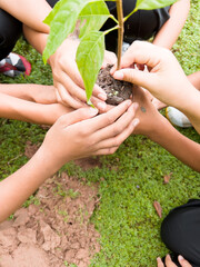 The hands of many people are helping to plant trees.