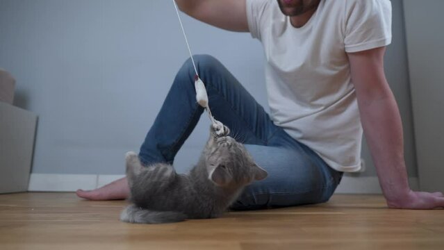 Playful scottish straight gray kitten plays with owner of house on floor, man teases kid cat with toy mouse on string, animal catches prey and jumps on scratching post. Cute kitty on claw sharpener.
