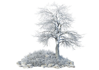 Winter trees and plants on transparent background