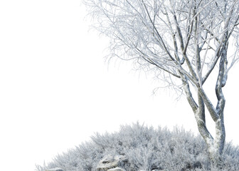 Winter trees and plants on transparent background