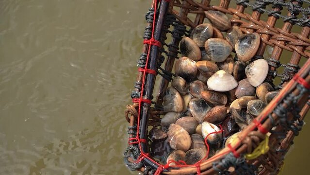 Village life, catching shellfish in the river to cook food