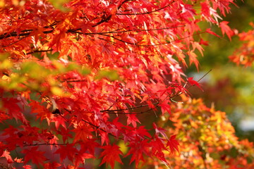 鮮やかに色づいた紅葉