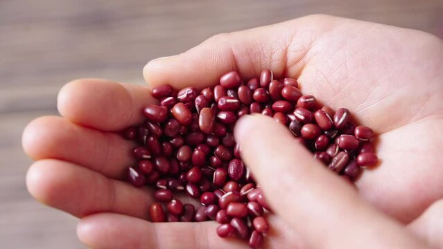 hands hold azuki beans for check the quality of grain