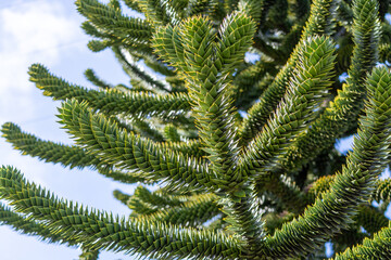 Ramas de Araucaria araucana (Pehuén)