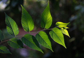 Fototapeta na wymiar 夕日に透ける木の若葉
