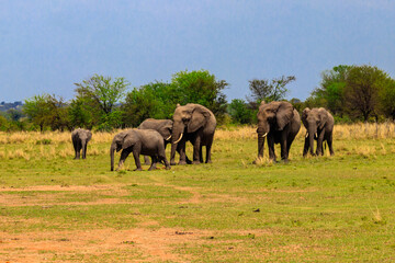 Obraz premium Herd of african elephants in savanna in Serengeti National park in Tanzania
