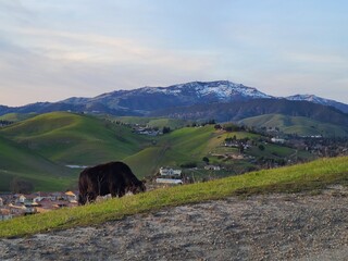 Grazing cow on the East Bay hills with Mt Diablo's snowy summit in the background