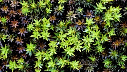 Polytrichum piliferum bristly haircap Commonly called as karvakarhunsammal, Glashaar Frauenhaarmoos