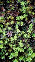 Polytrichum piliferum bristly haircap Commonly called as karvakarhunsammal, Glashaar Frauenhaarmoos