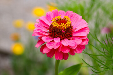 Obraz premium Pink zinnia flower in garden